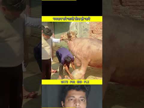 भगवान करे जल्दी ठीक हो जाये😢🙏 ||#viral #short #rescue #animals #ytshorts #FTFACT #cow #dogvideo