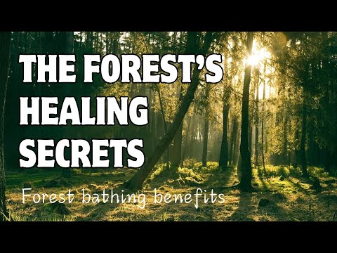 Forest Bathing: Unlock the Healing Power of Nature